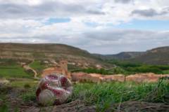 congreso-seha-2021_FINALISTAS_quien_juega_conmigo_pablo_perez_herrero